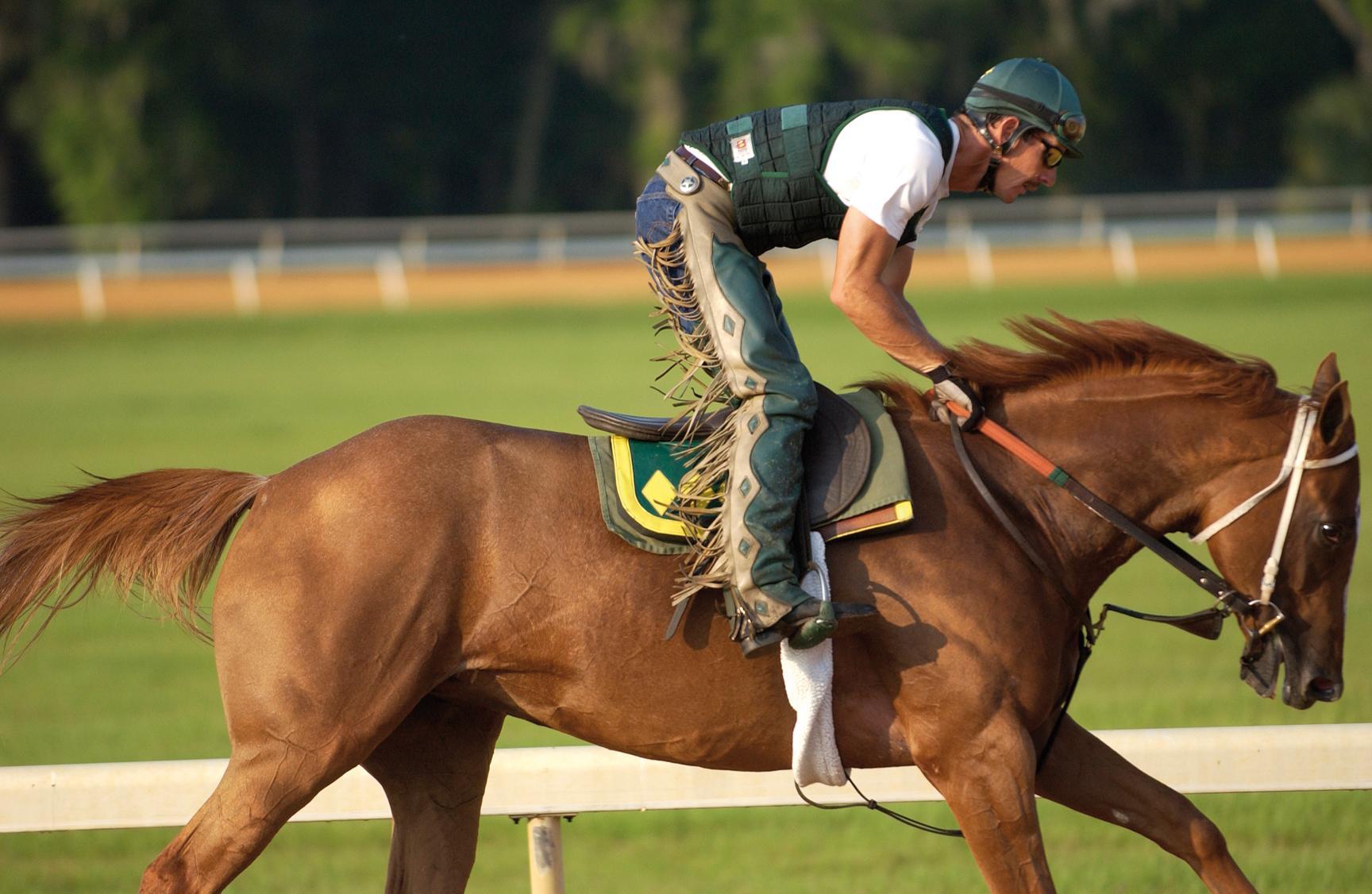 Thoroughbred Horse Characteristics: A Breed of Speed and Spirit
