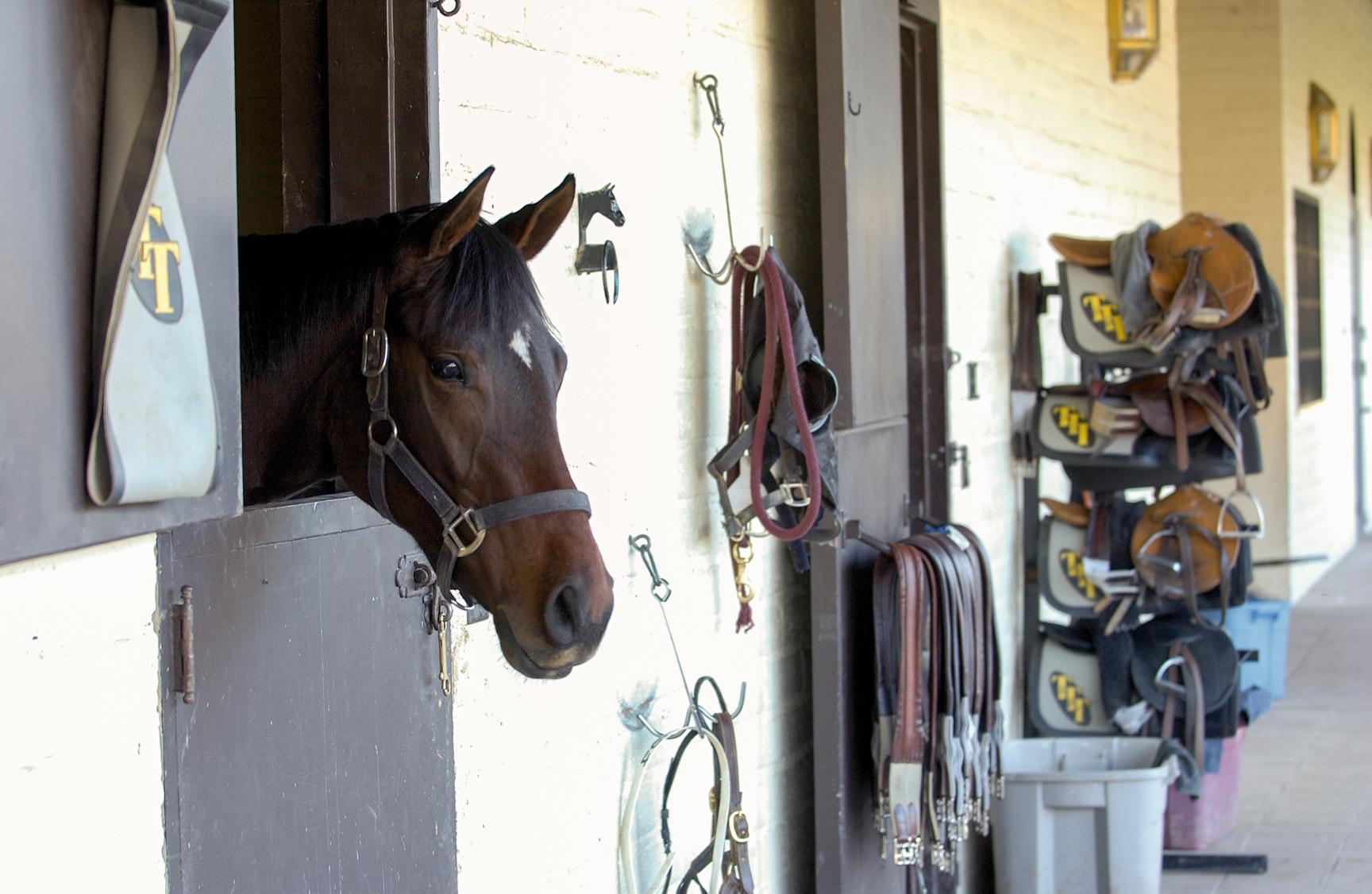 Annual Indiana Thoroughbred Alliance Auction