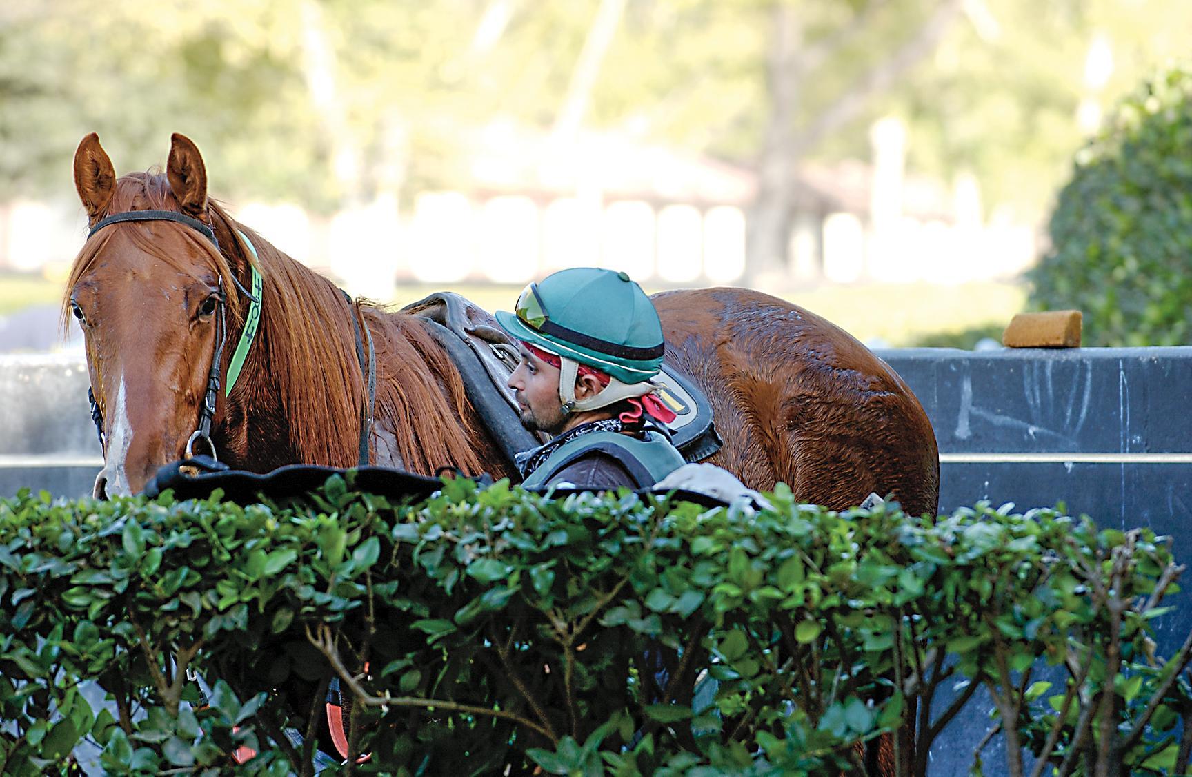 Guide for Preparing a Horse for Auction