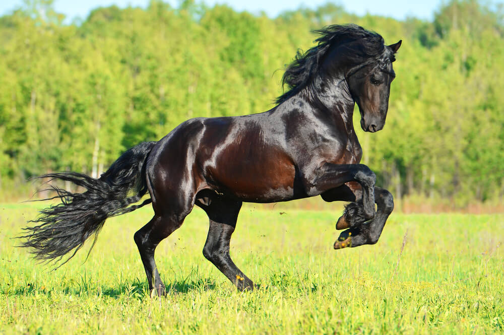 Top 5 Most Expensive Horses Ever Sold